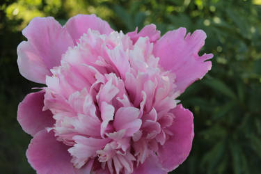 peony~