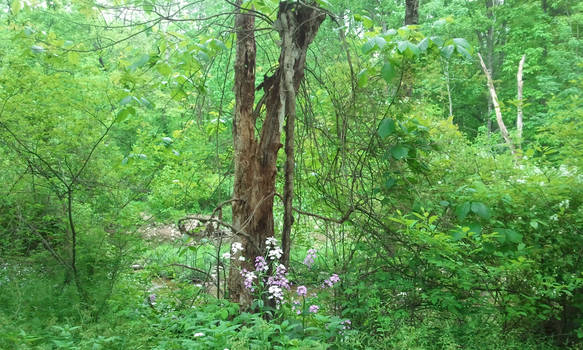 Wildflowers in the park