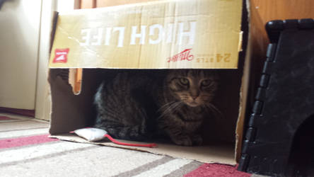 She loves boxes