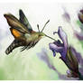 Hummingbird Hawk-Moth