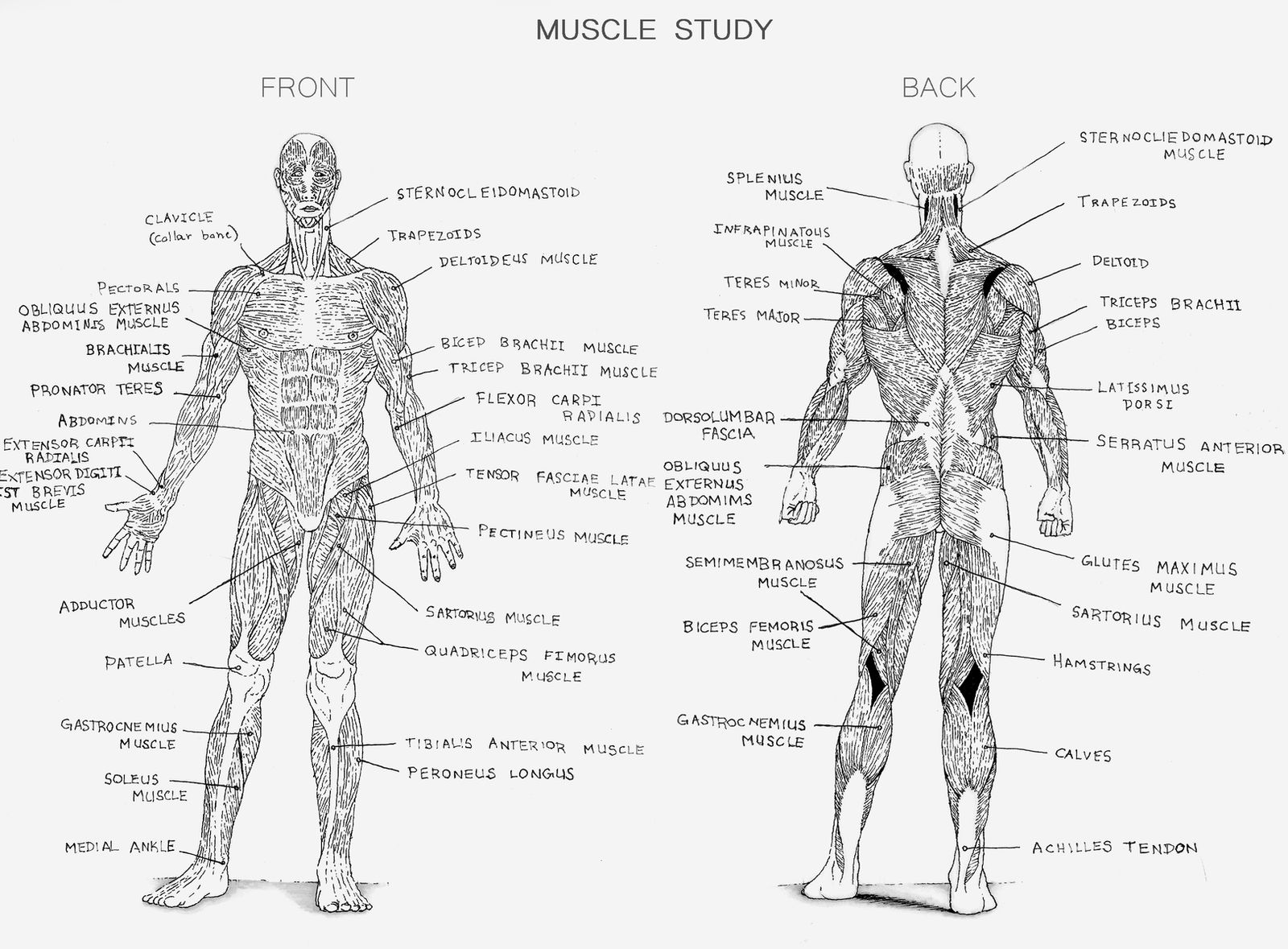 Muscle Study Anatomy Muscle Study by Leonddrmasta on DeviantArt