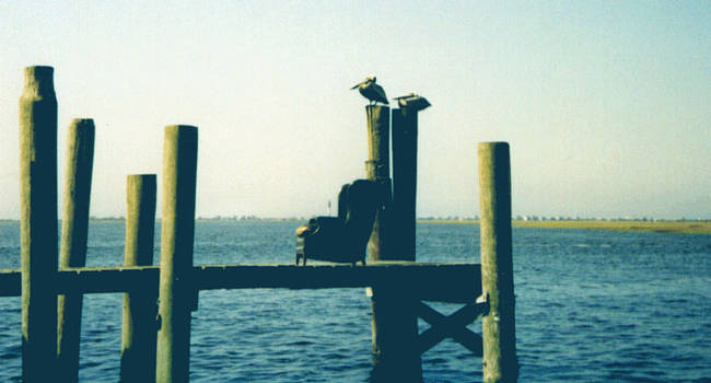 Pelicans and a Chair