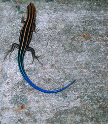 Skink1