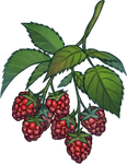 Raspberries by Ulfrheim