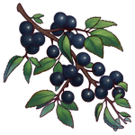 Dog Wood Berries by Ulfrheim