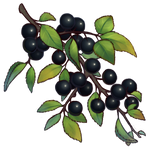 Buckhorn Berries by Ulfrheim