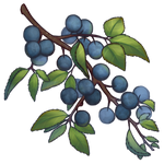 Blackthorn Berries by Ulfrheim