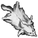 White Coyote Pelt by Ulfrheim