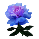 Rose by Ulfrheim