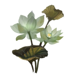 Lotus by Ulfrheim