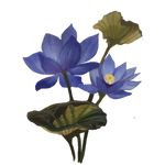 Royal Lotus by Ulfrheim