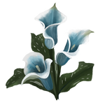 Calla Lily by Ulfrheim