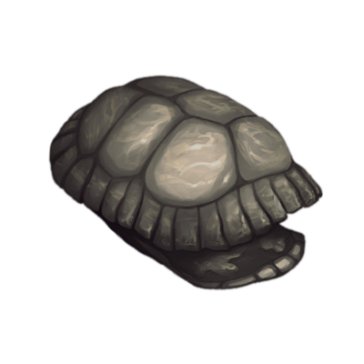 Empty Turtle Shell