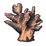 Chunk of Coral by Ulfrheim