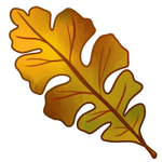 A Single Oak Leaf by Ulfrheim