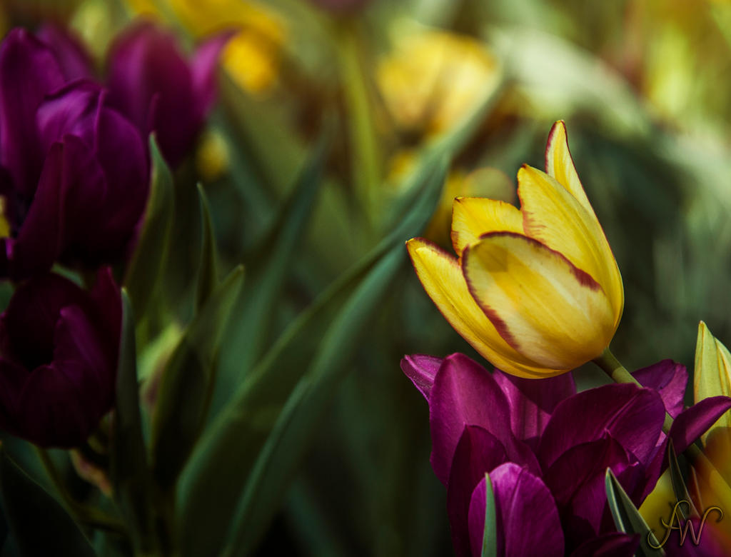 Tulipes by waudrey