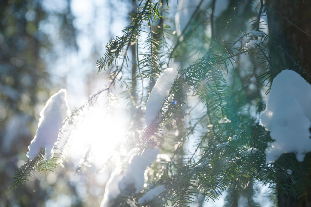 Through the Snow