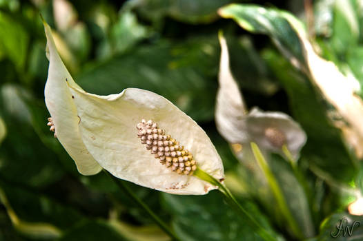 Allan Gardens Conservatory Beauty - 3