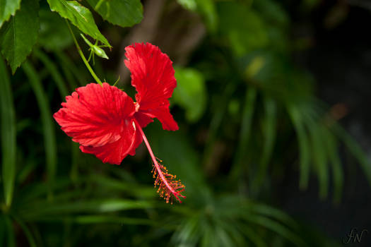 Allan Gardens Conservatory Beauty - 6