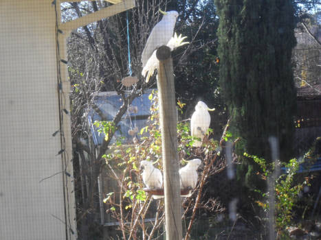 Cockatoo Party