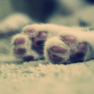 paws