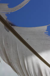 Feather and blue sky