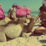 With camel.