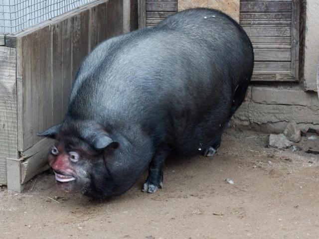 mutation pig man 2version by ligonine on DeviantArt