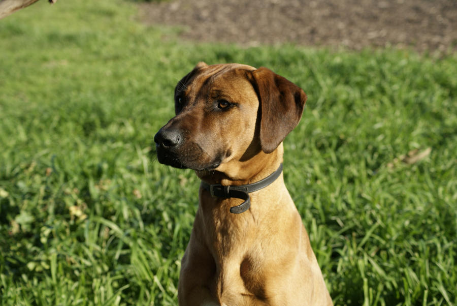 Digan Ridgeback Ridgeback Dog by Valmanther on DeviantArt