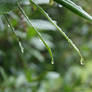 Droplet Fronds 1