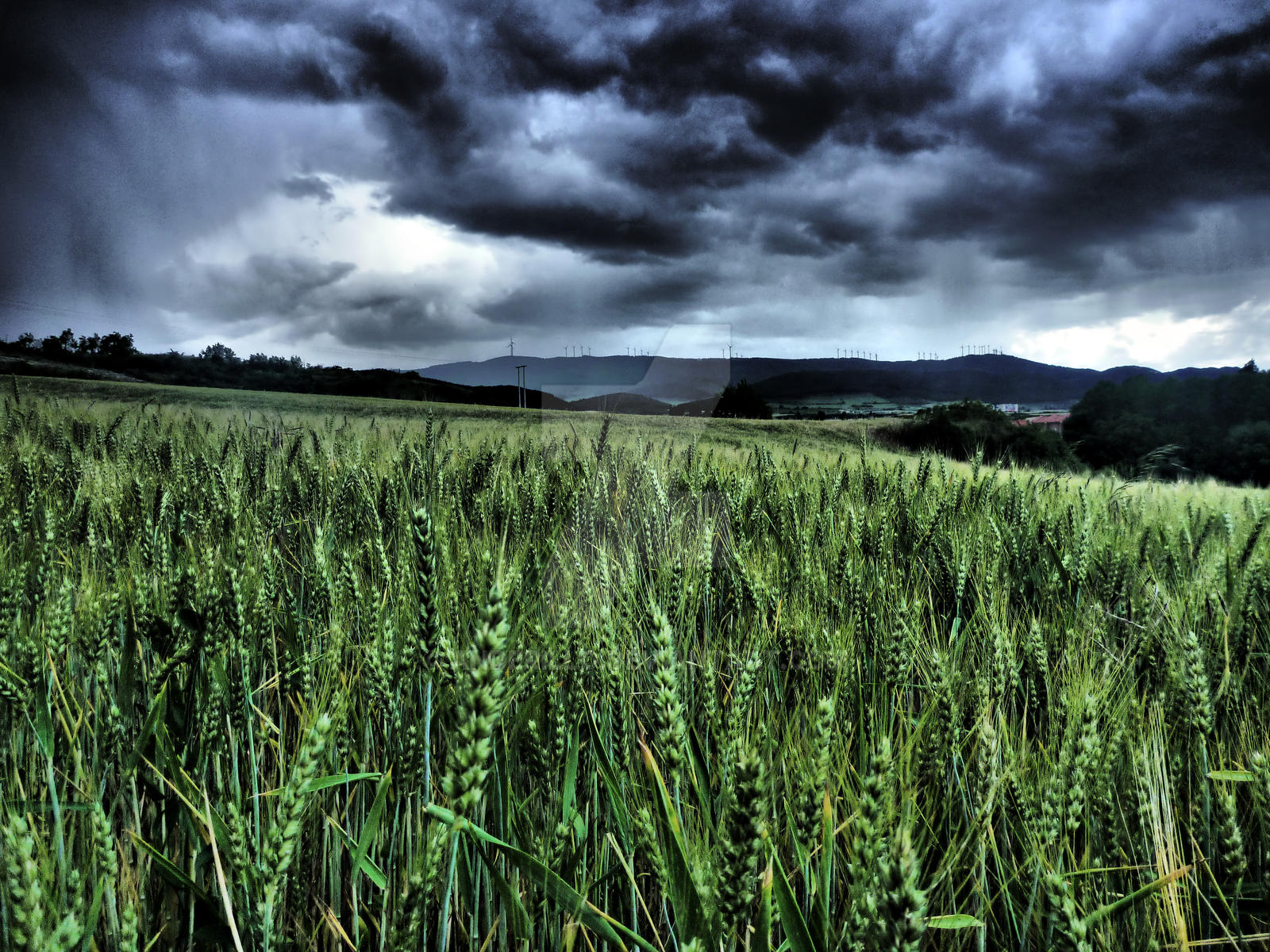 wheat is getting wet