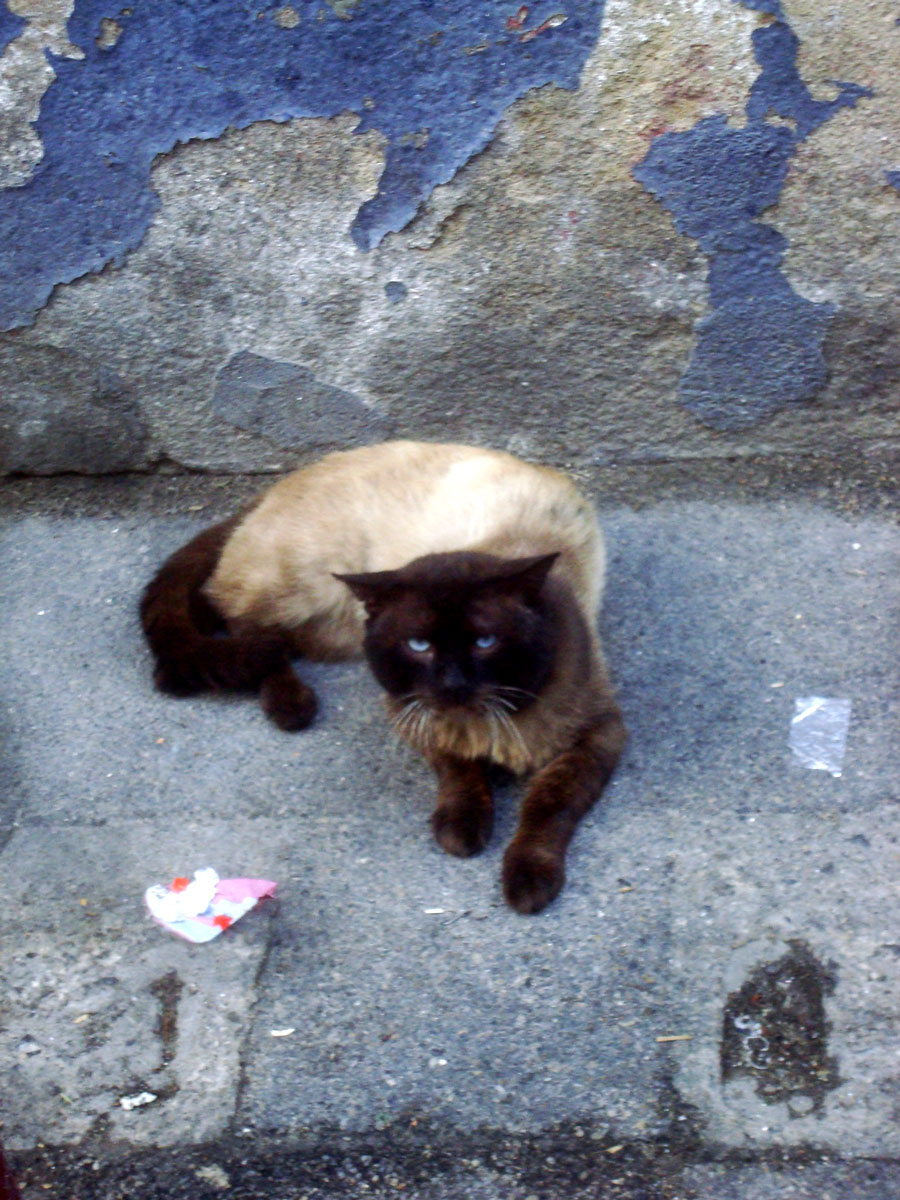 Street cats 3