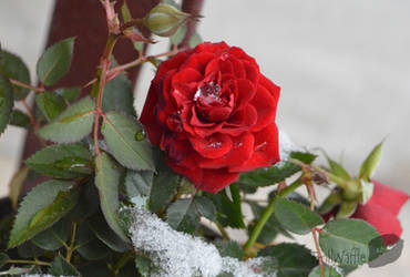 Snow in rose