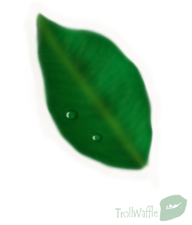 exercise: leaf and water drops