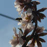 almonds flower and bee