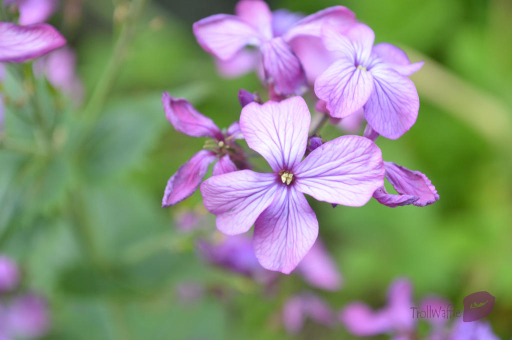 Lunaria Annua