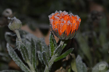 Frozen Flower