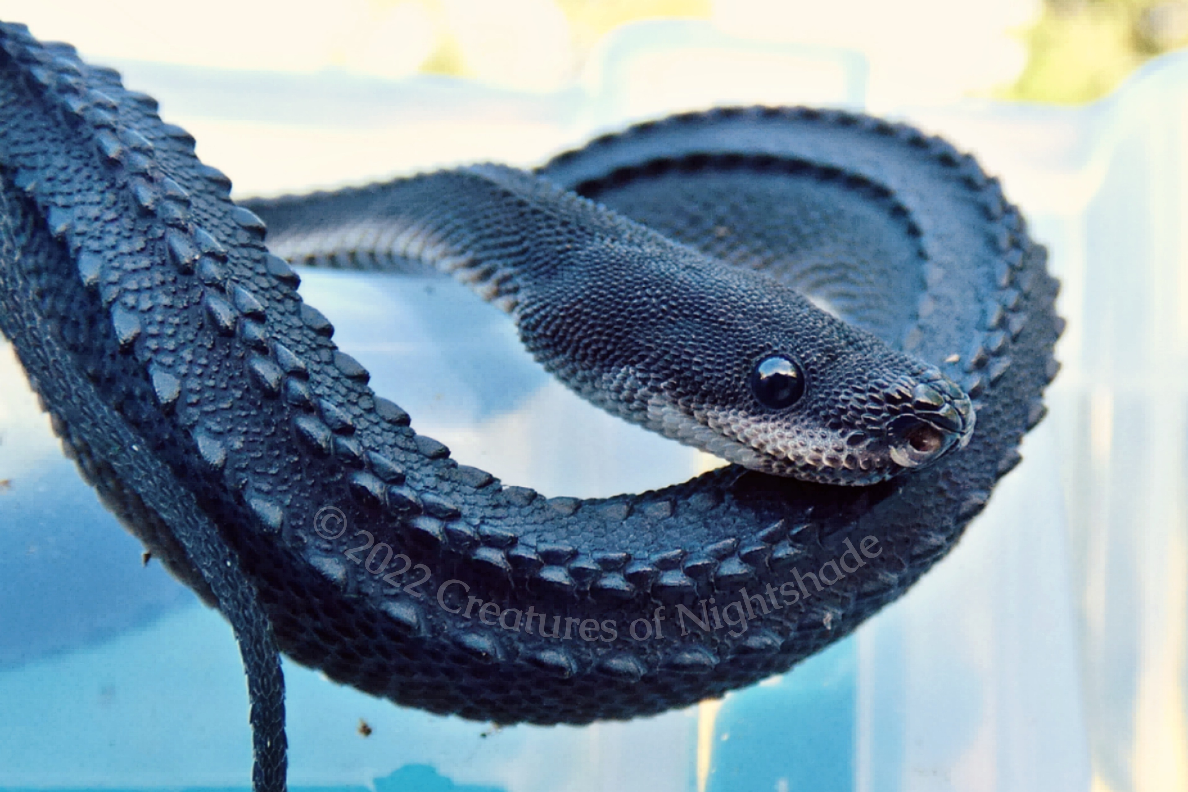 Dragon Snake (Xenodermus javanicus) by NightshadeSerpent on DeviantArt