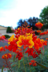 Neighbor's Flowers in Autumn