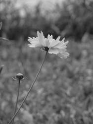 Daisys