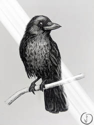 Crow