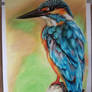 Kingfisher