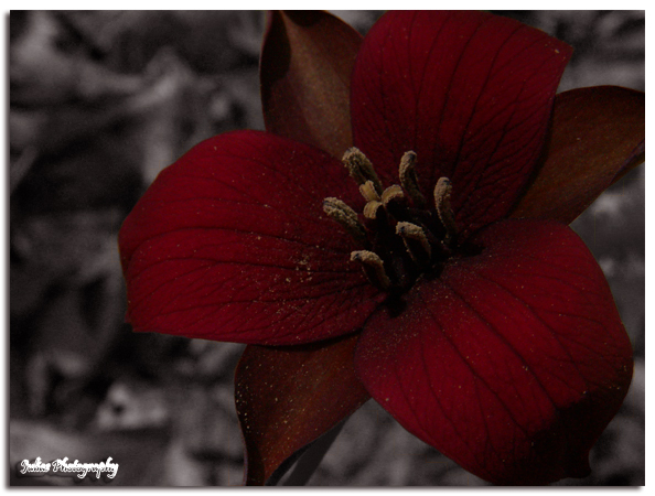 purple trillium v2.1