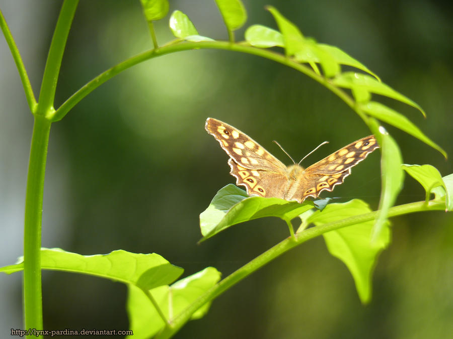 . Summer Butterfly 2 .