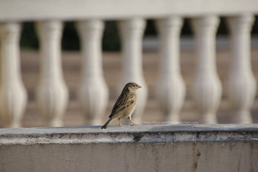 : Birds in the City II :