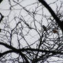 : Birds in the City VI :