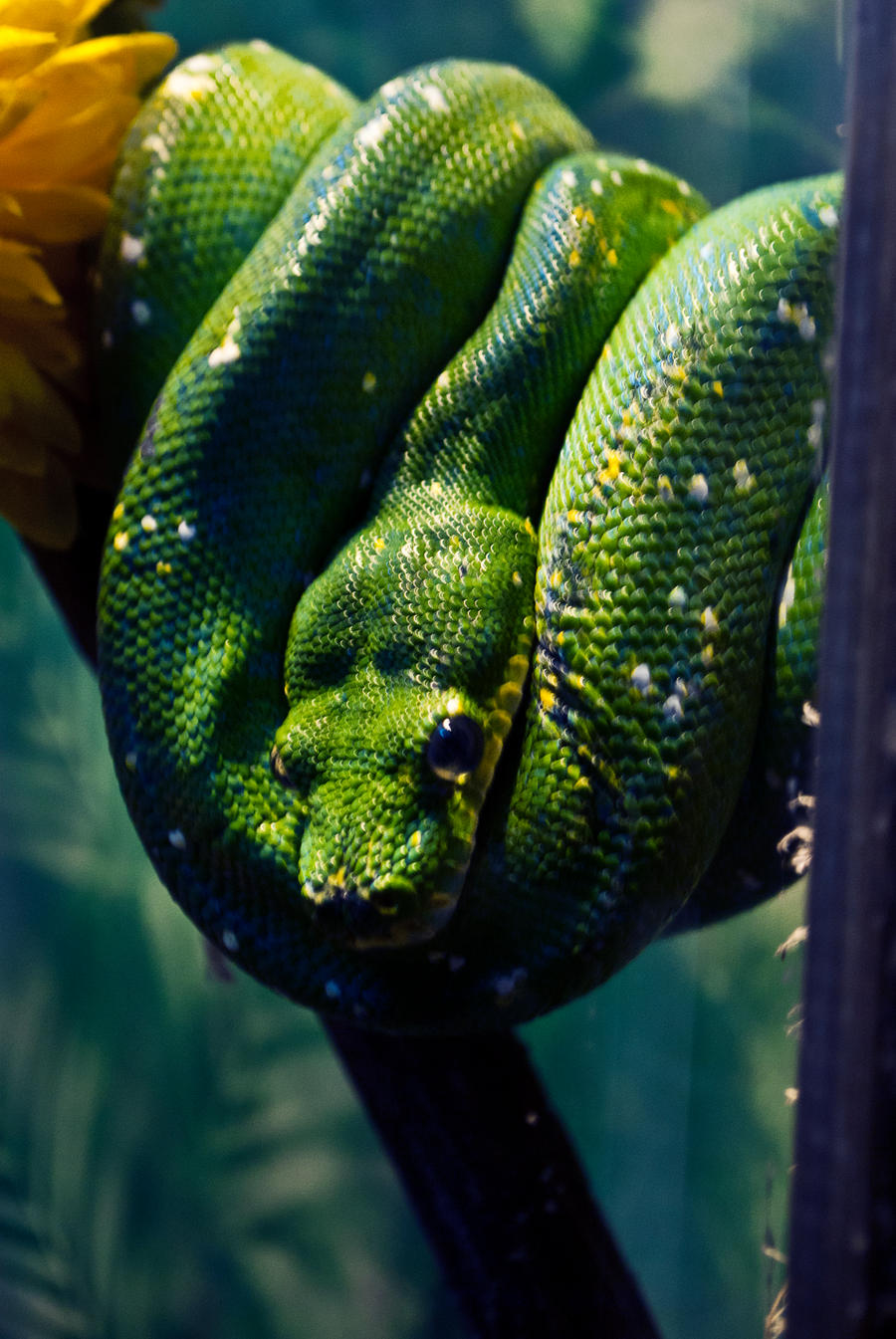 Green Boa