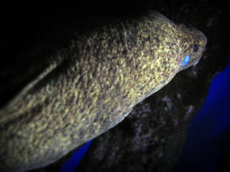 Moray Eel