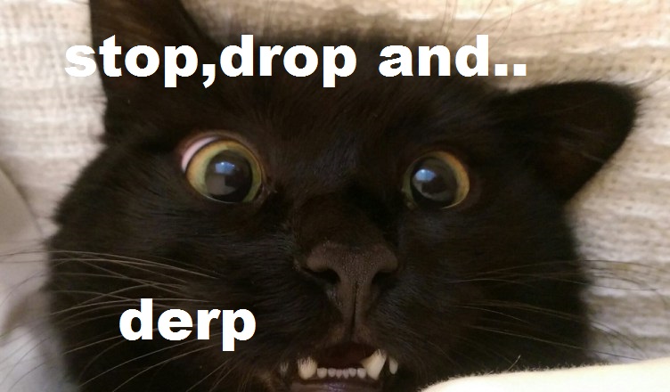 the derp cat (meme) by roadkillthewolf on DeviantArt