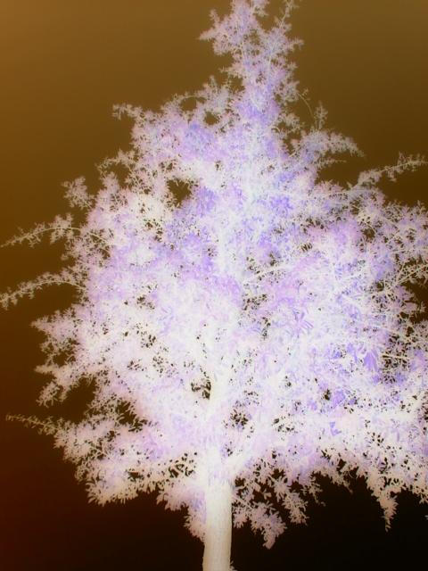 Negative tree by istepinantpiles on DeviantArt